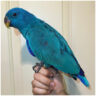 Blue eclectus parrot for sale