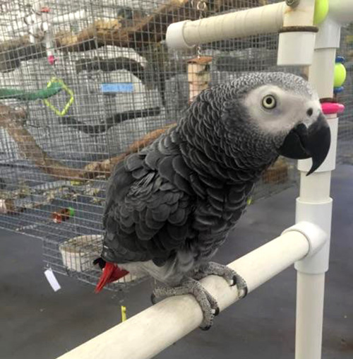 african grey parrots for sale near me