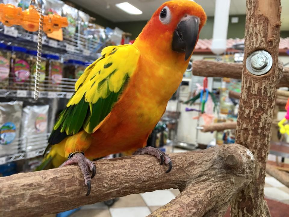 sun conure bird for sale