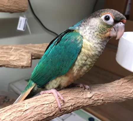 yellow sided green cheek conure parrot