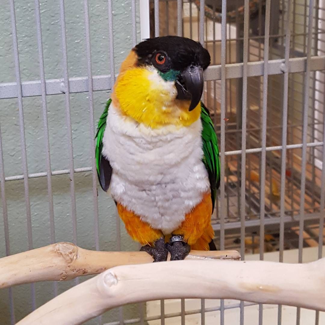 Black Headed Caique Parrot