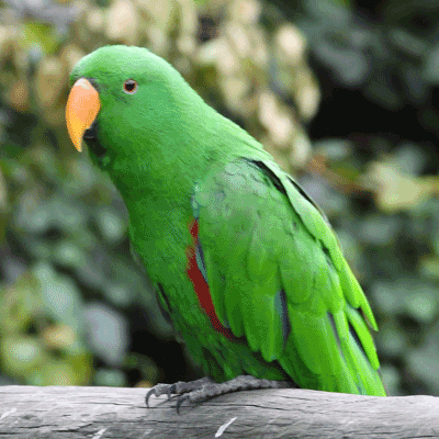 male eclectus parrot for sale