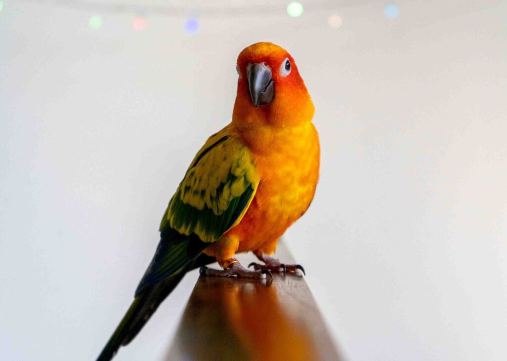 green cheek conure parrot for sale