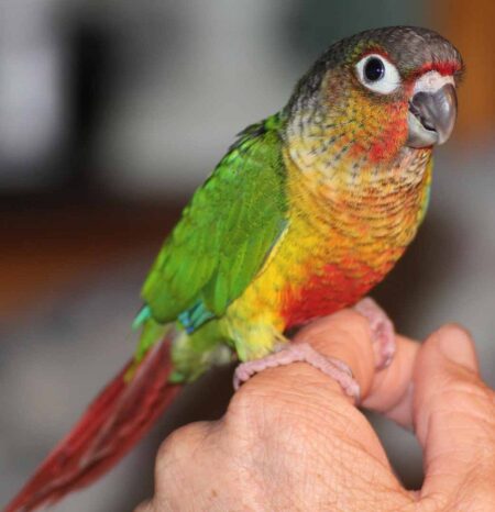 Green Cheek Conures