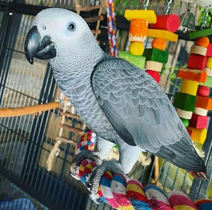 congo african grey for sale