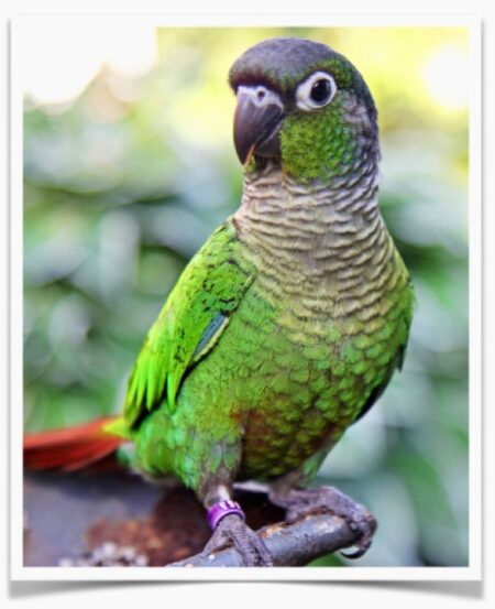 Green Cheeked Conure For Sale