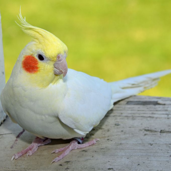 Cockatiel bird for sale