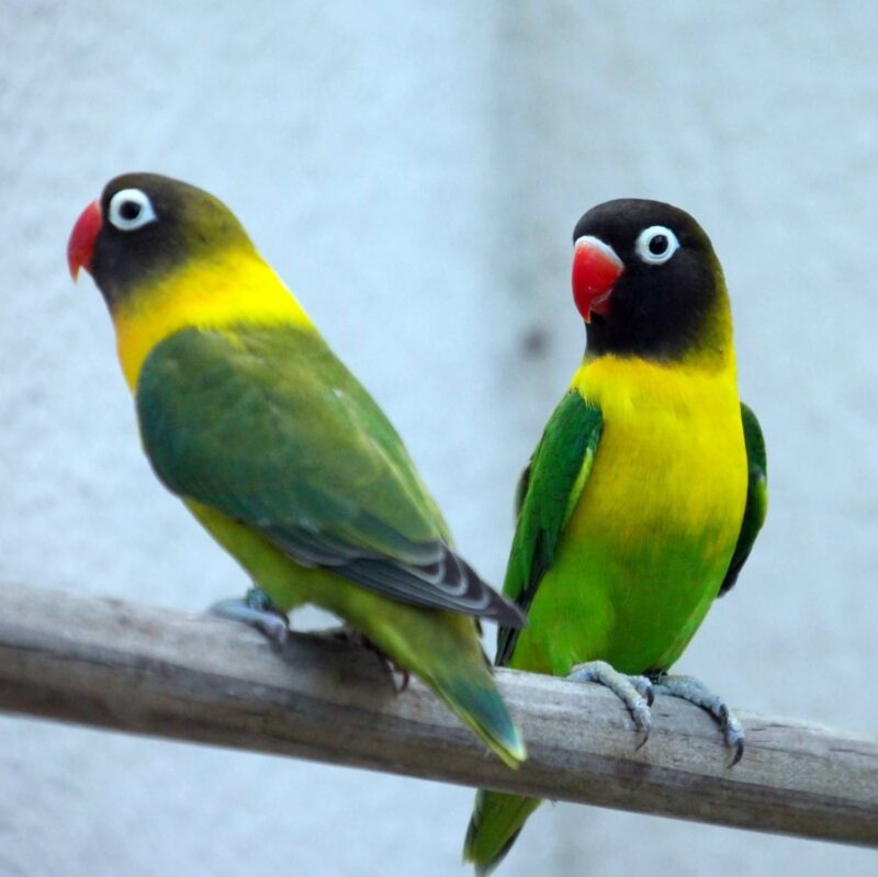 Lovebird Green Yellow Collared Black Masked