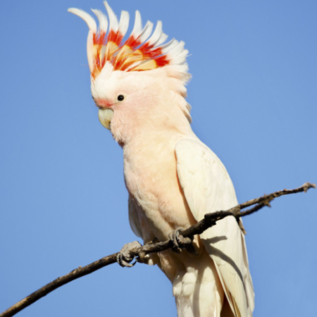 Goffin Cockatoo for sale