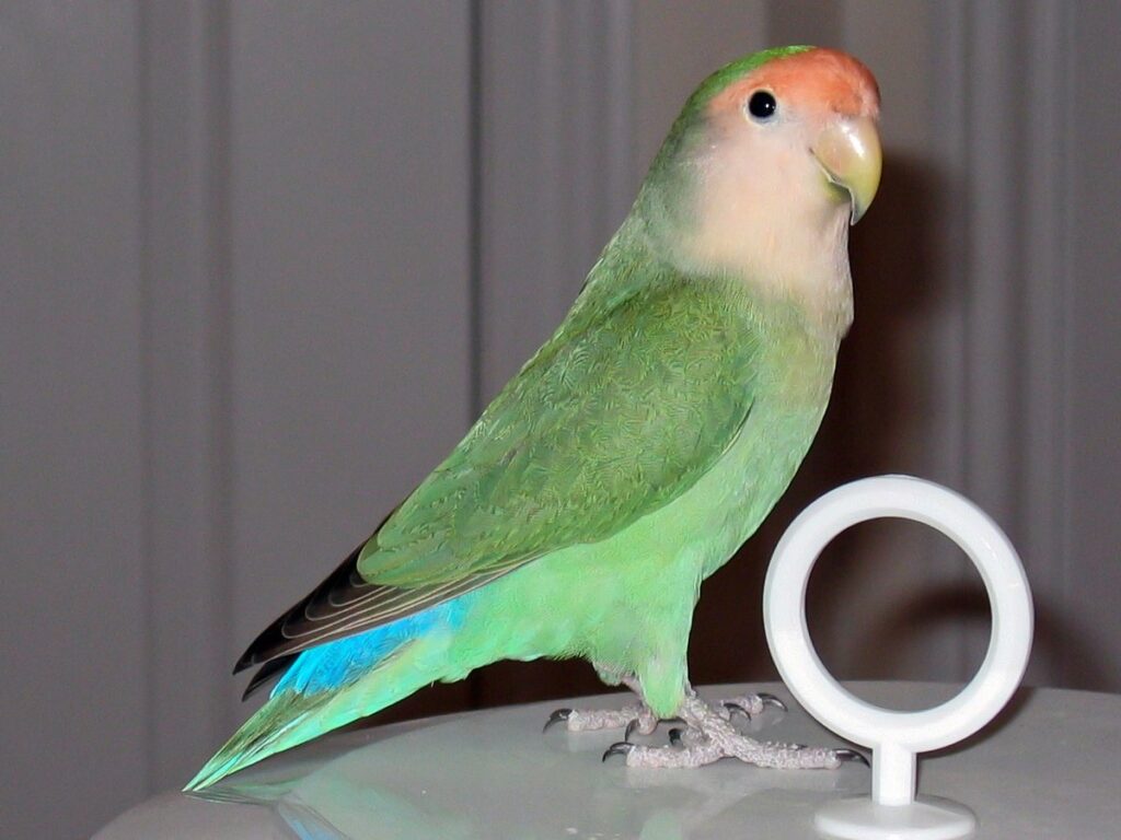 Peach Face Love Bird