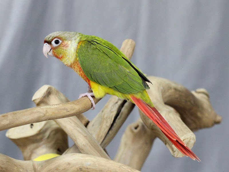 Pineapple green cheek conure