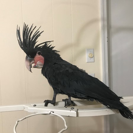 black palm cockatoo for sale