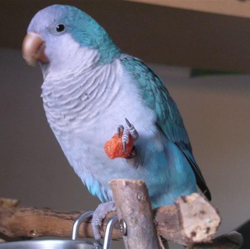 Blue quaker parrot for sale