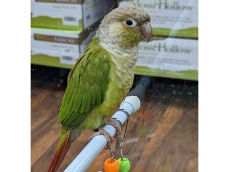 green conure for sale