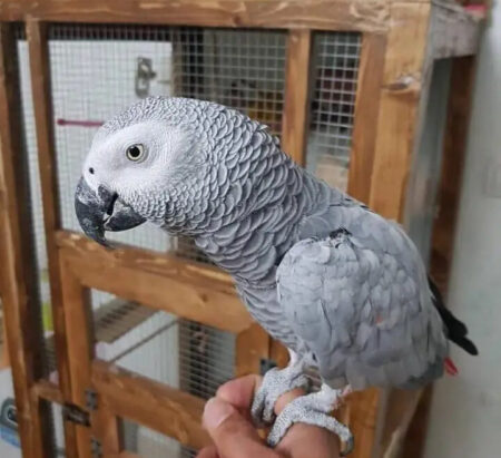 african grey parrots for sale