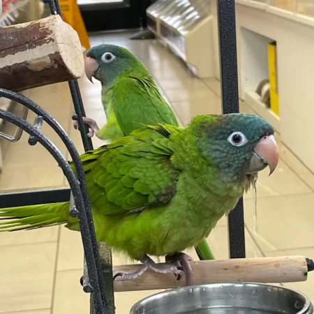 Blue crown conure for sale