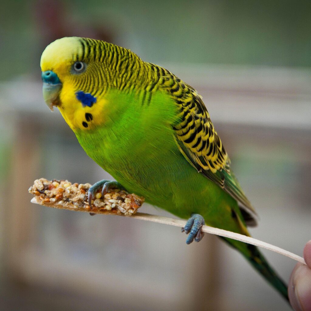 english budgies for sale