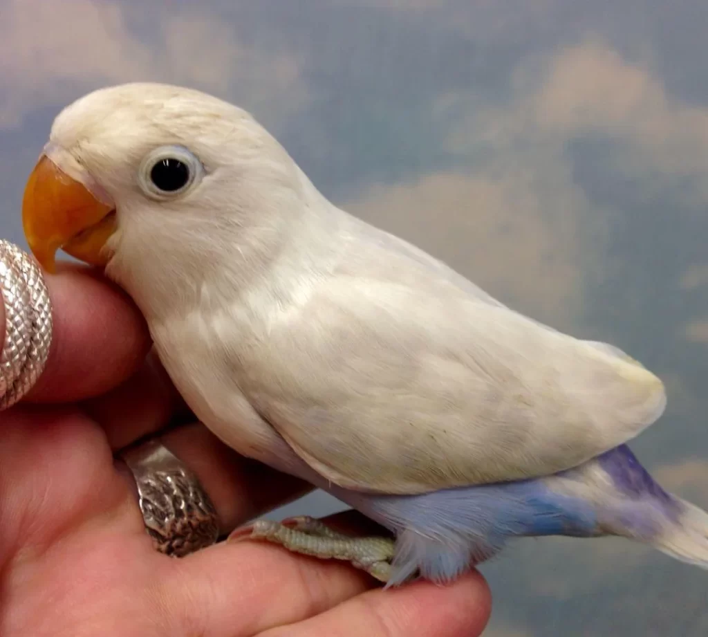 White Lovebird for sale 