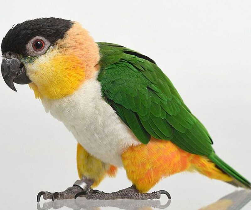 Black headed Caique Parrot