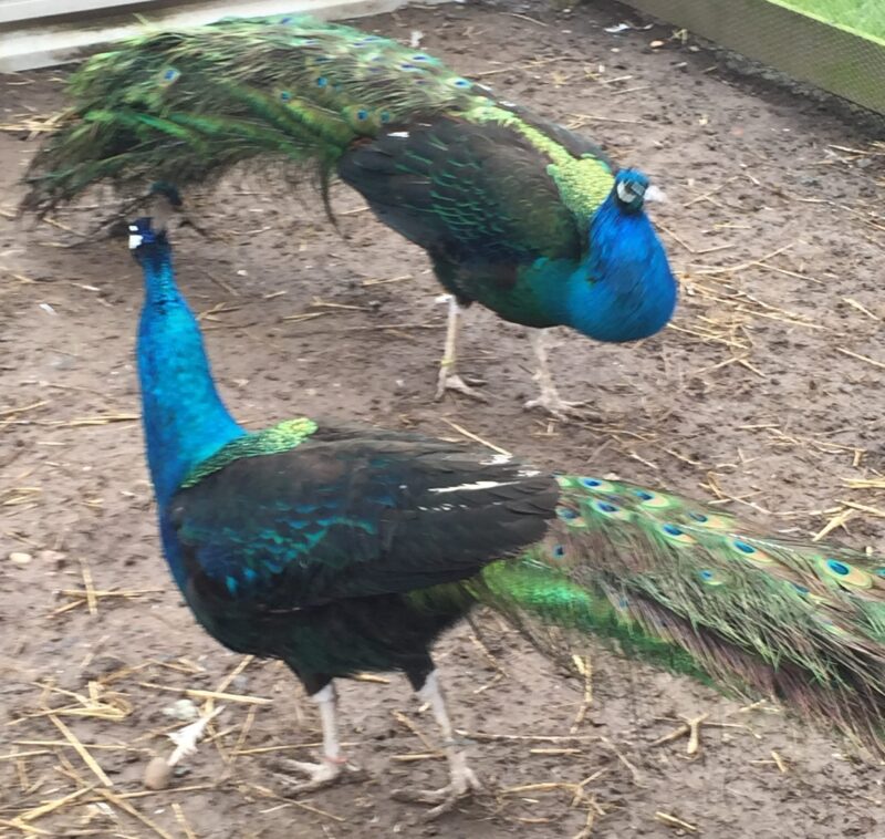 Black Shoulder Peacock + India Blue Peahen