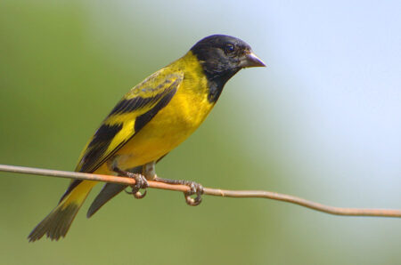 Black-Hooded Siskin Finch Bird For Sale