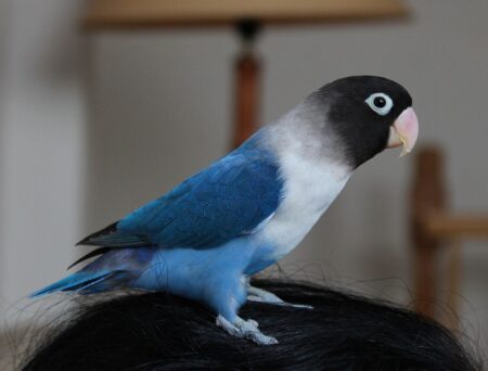 Blue Masked Lovebirds for sale