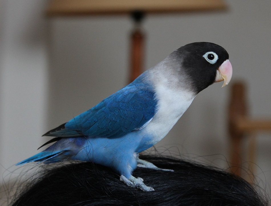 Blue Masked Lovebirds for sale