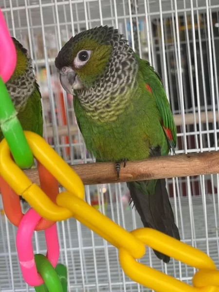 green cheek conure for sale