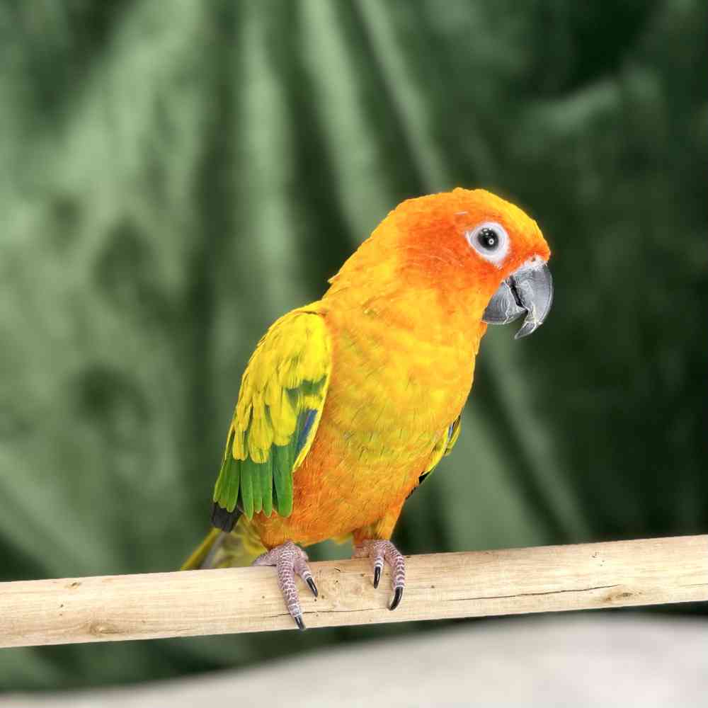 sun conure bird for sale