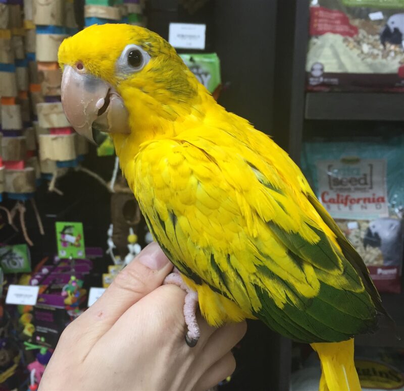 golden conure for sale