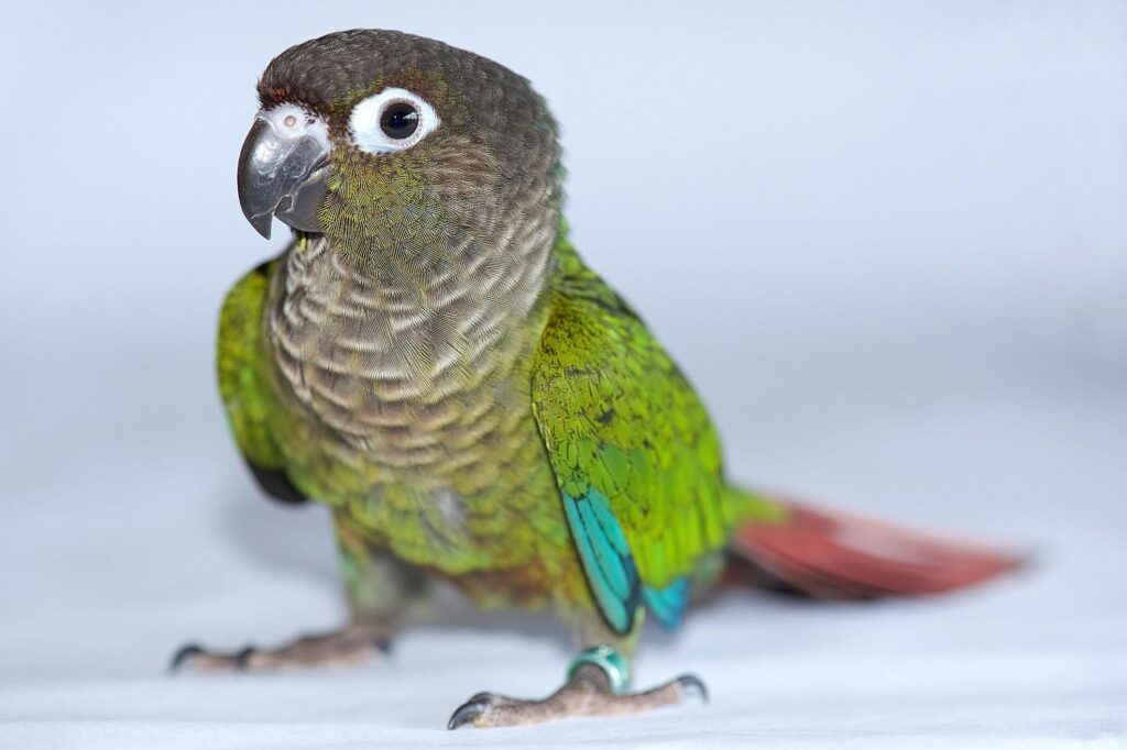 green cheek conure bird for sale