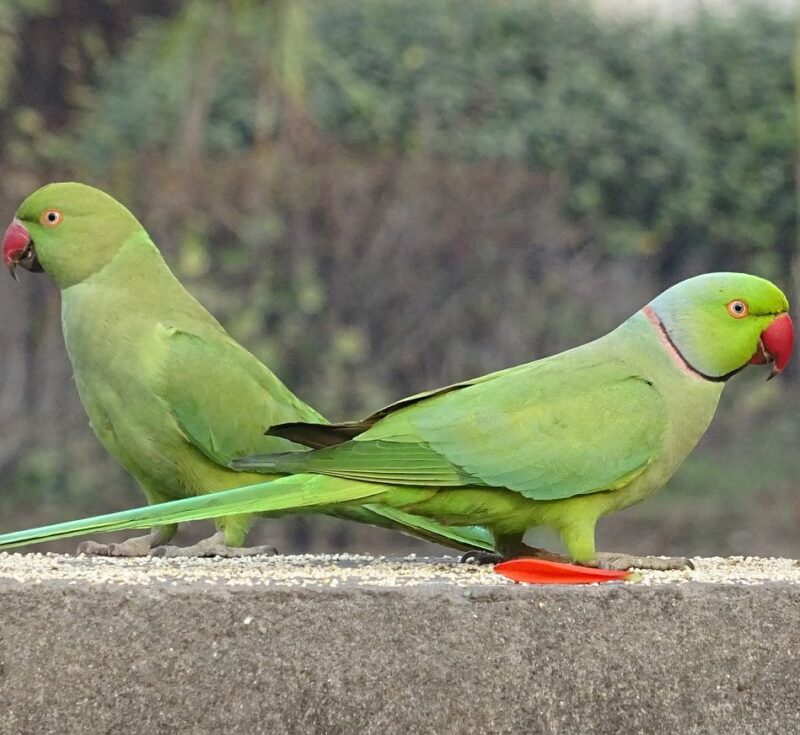 Indian Ringneck Parrot For Sale