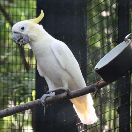 Lesser cockatoo for sale