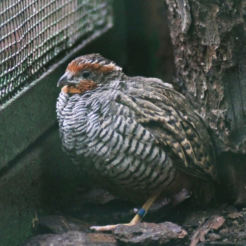 Jungle Bush Quail Sold in Pair