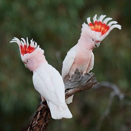 Baby Cockatoo for Sale