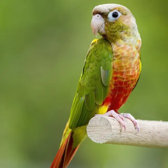 Pineapple Conure For Sale