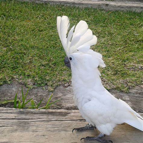 umbrella cockatoo for sale