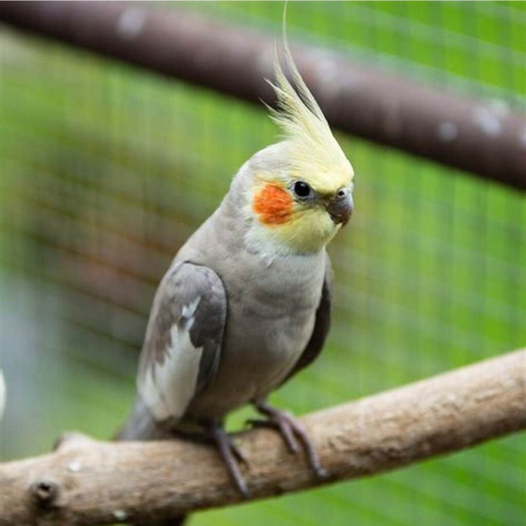 cockatiel for sale