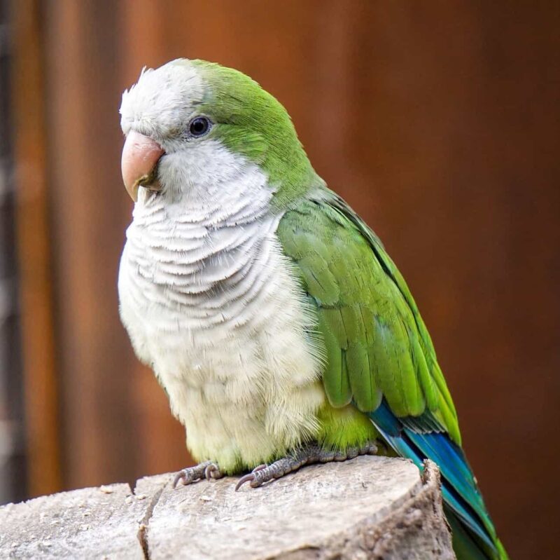 Quaker parrot for sale