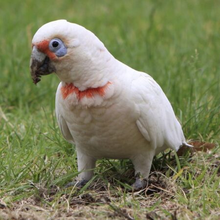 Bare eyed cockatoo for sale