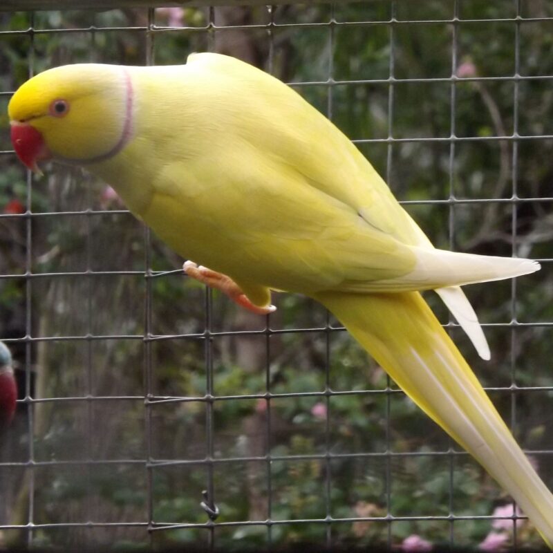 Indian Ring Neck Parrot - Yellow