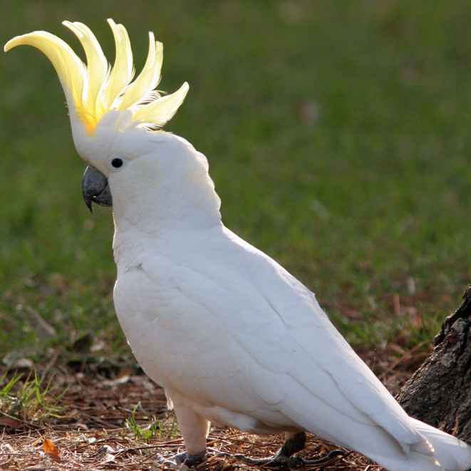 cockatoo bird for sale