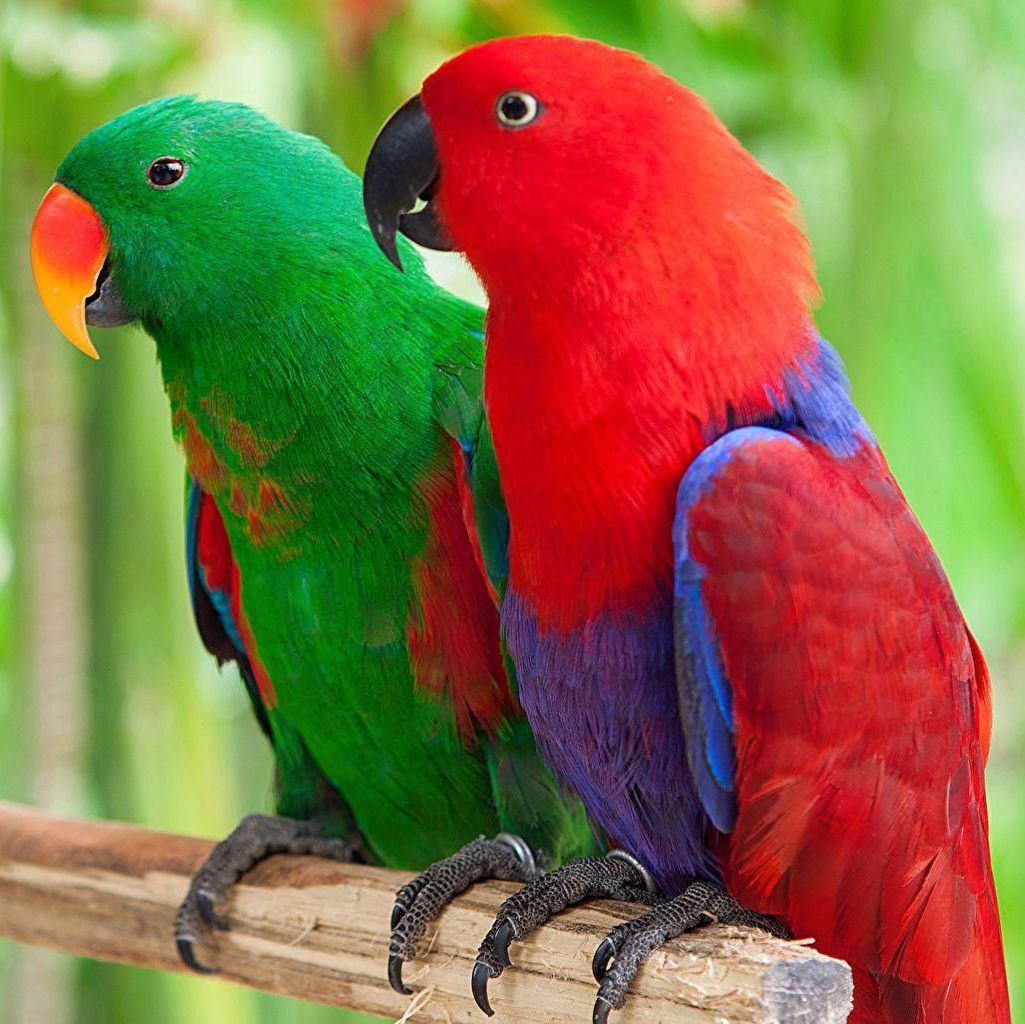 female eclectus for sale