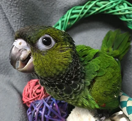 black capped conure for sale