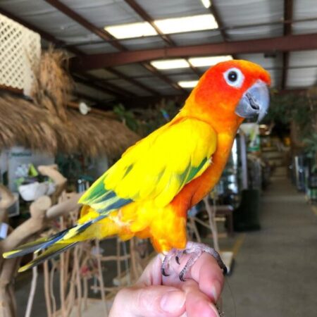 sun conures for sale near me