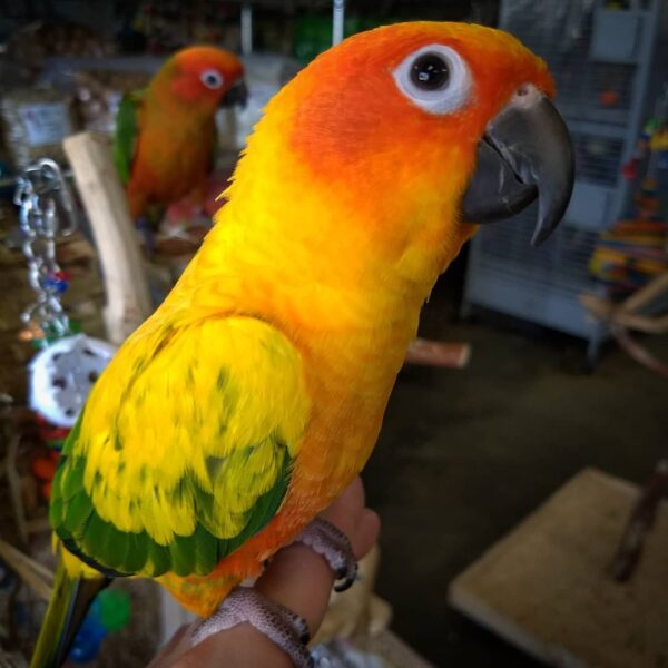 sun conure for sale