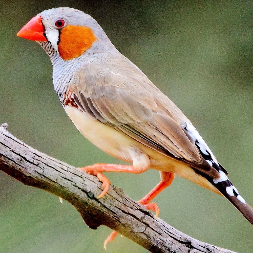 zebra finches for sale