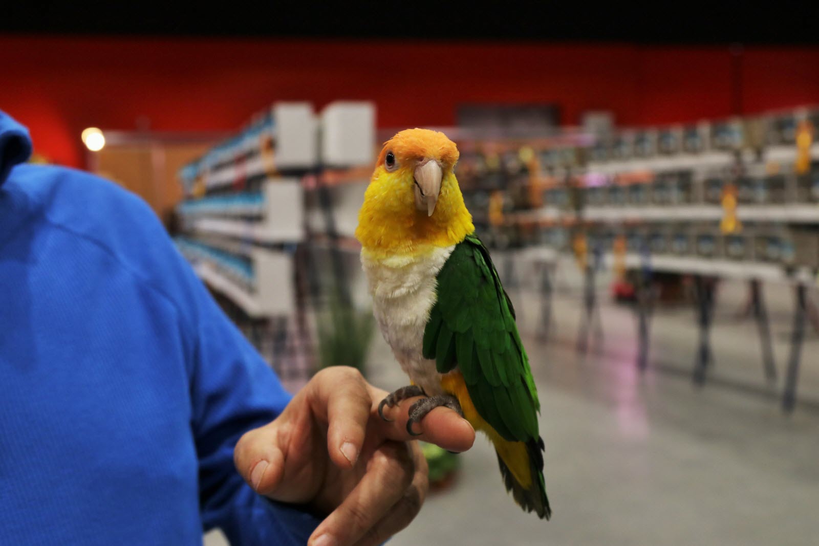 caique for sale