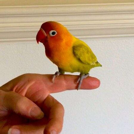 love bird for sale