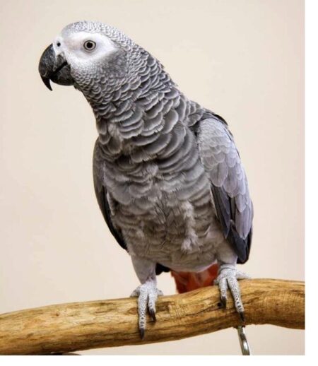 grey african parrot for sale